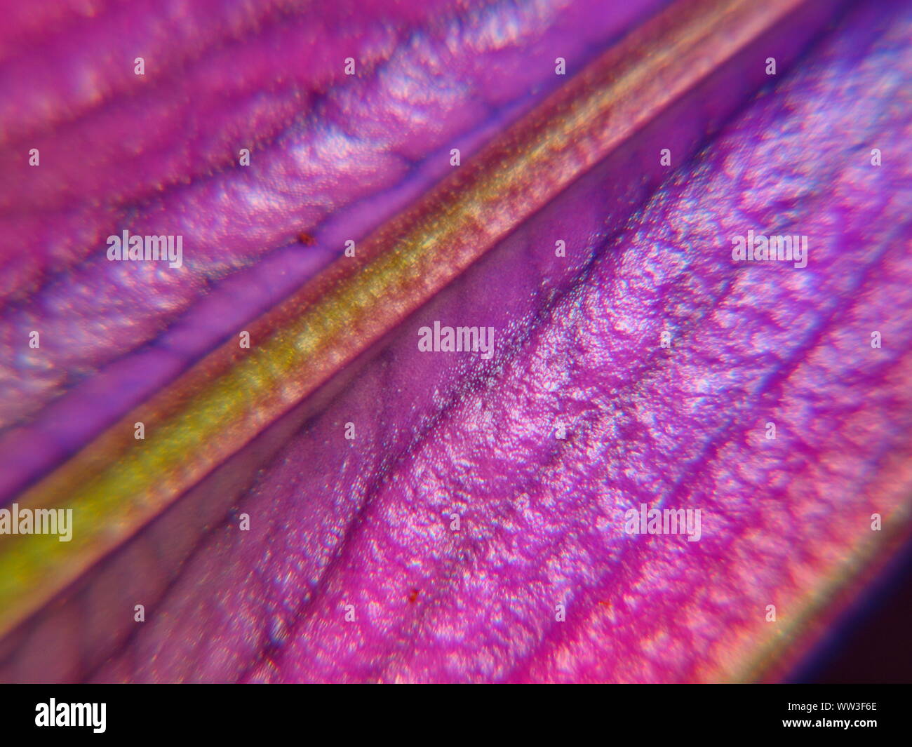 Une macro closeup coloré photo d'un bourgeon non ouvert-fleur d'un rose orientale( lily lilium orientalis) stargazer Banque D'Images