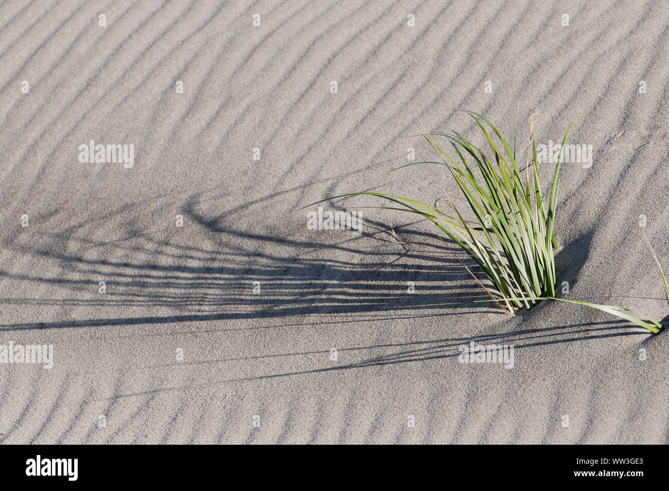 L'herbe longue plage casting shadow on sandy beach Banque D'Images