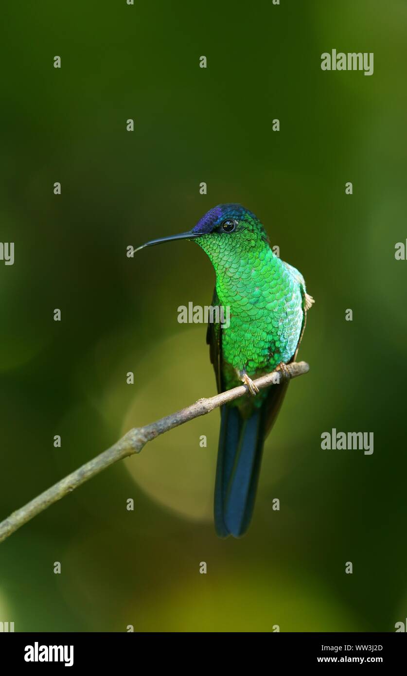 Violet-capped woodnymph (Thalurania glaucopis) sur une branche, la Forêt Tropicale Atlantique, l'État de Sao Paulo, Brésil Banque D'Images