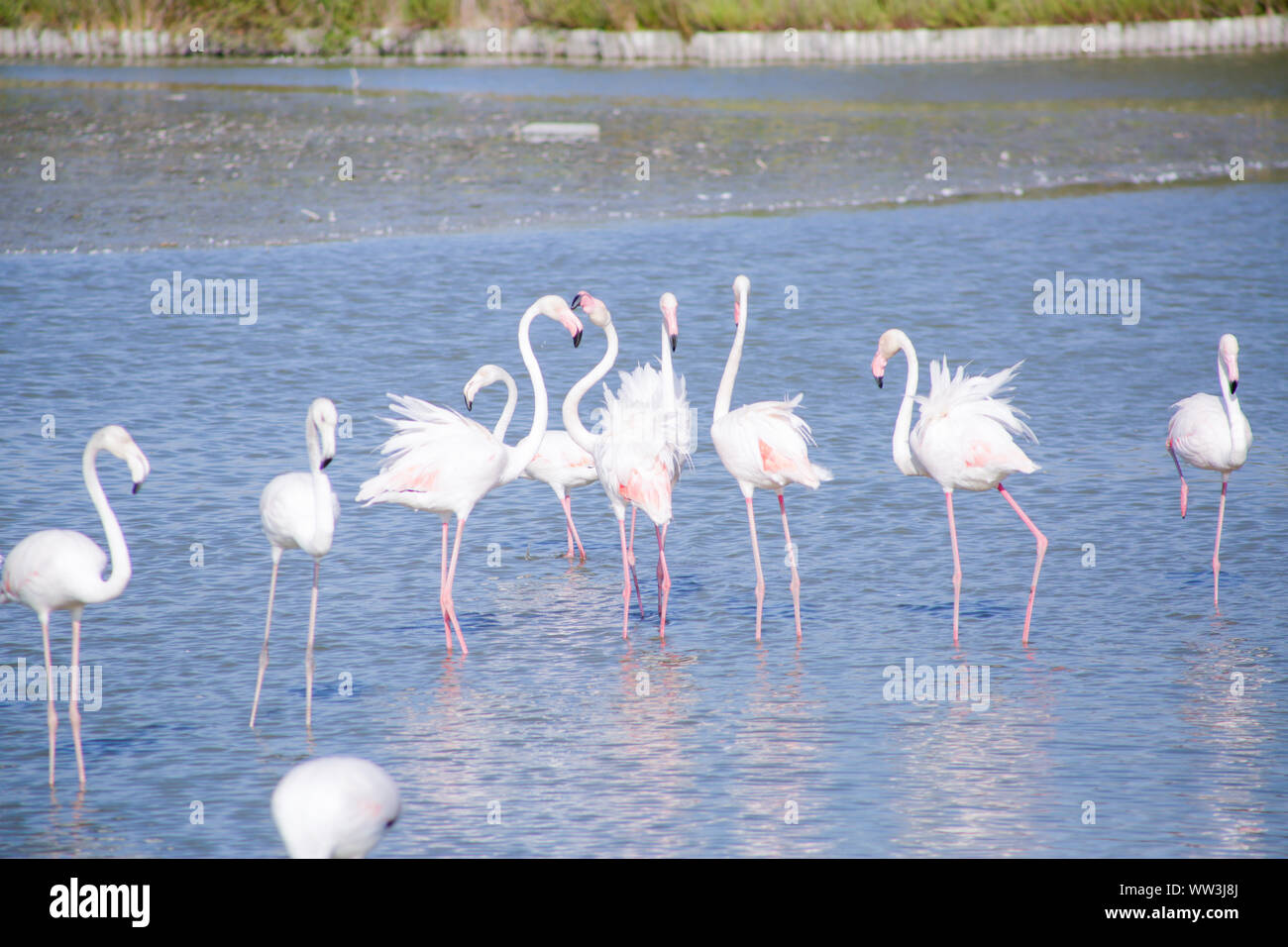 Le flamant rose (Phoenicopterus roseus) dans le lagon bleu Camargue en jours d'été Banque D'Images