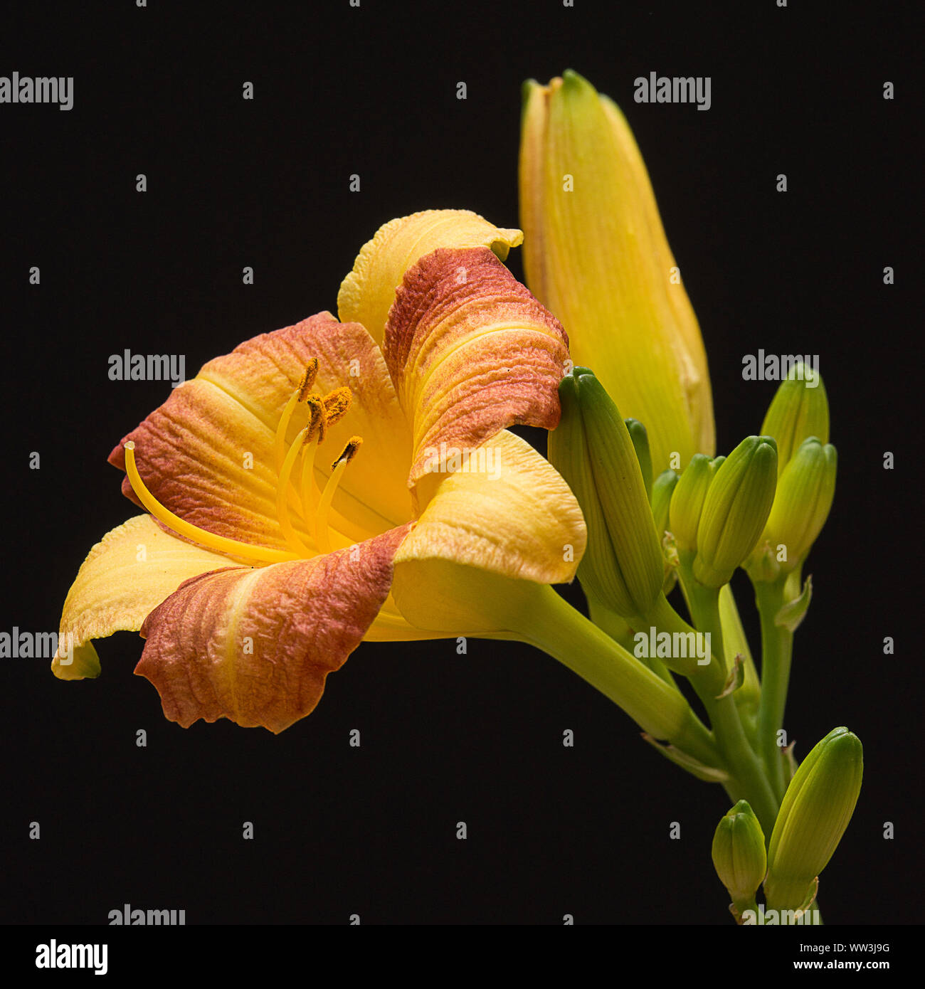 Close up macro image de lis du jour en pleine floraison. Banque D'Images