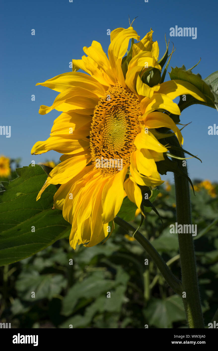 Photographie verticale de la tête de tournesol jaune mûr dans le champ. Fond de Ciel bleu profond. Banque D'Images