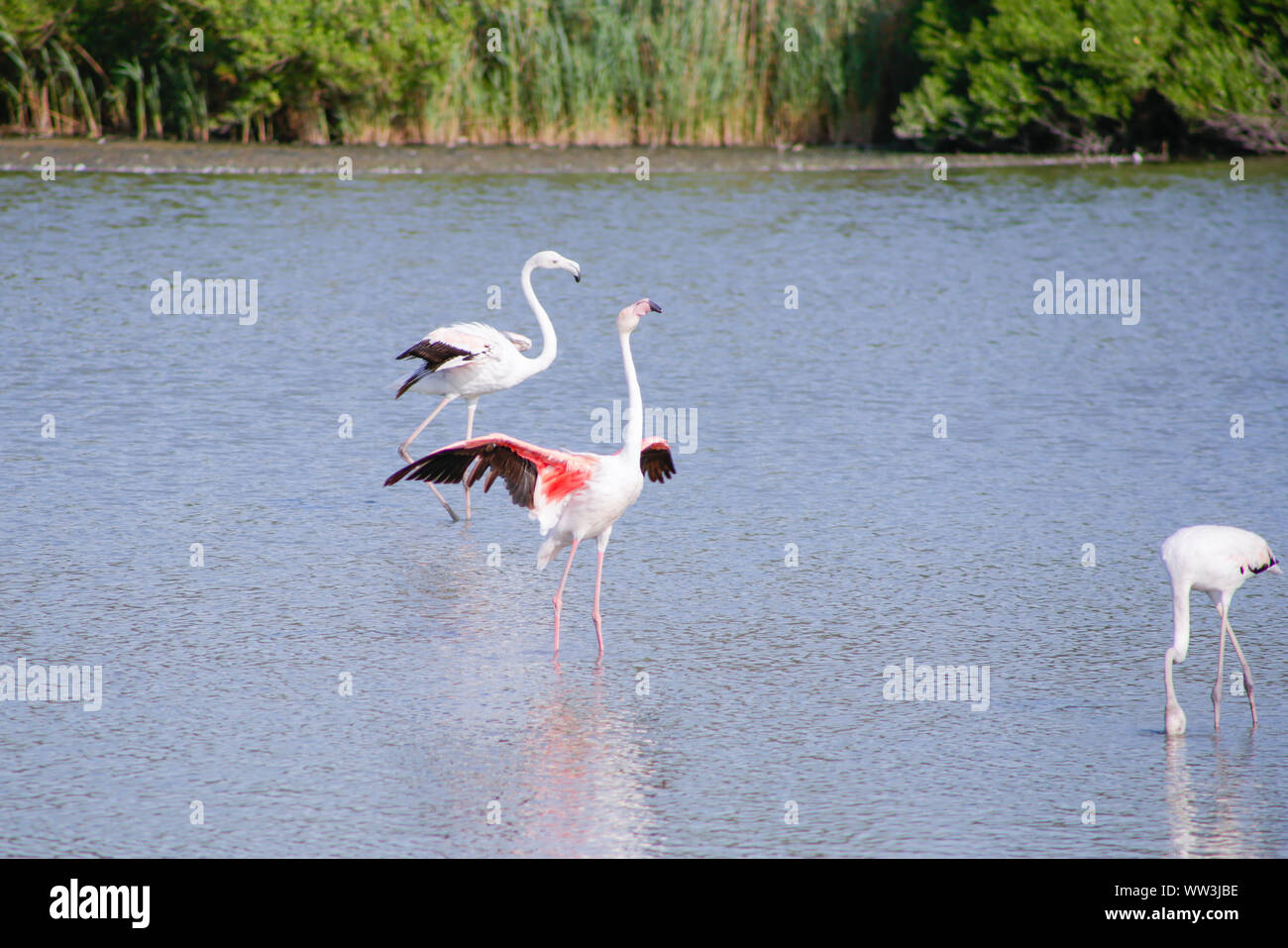 Le flamant rose (Phoenicopterus roseus) dans le lagon bleu Camargue en jours d'été Banque D'Images