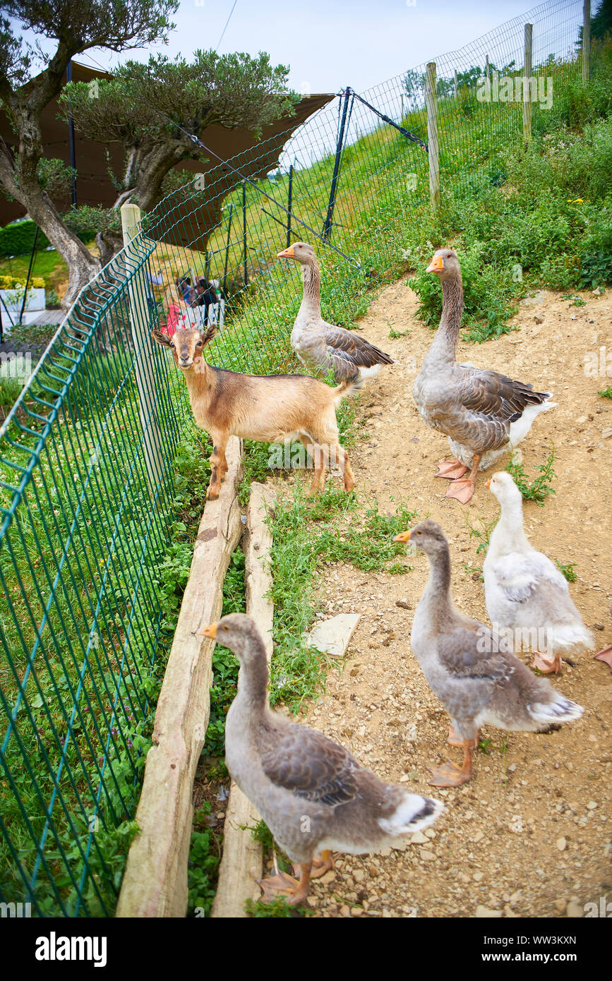 Un élevage de chèvre face à une clôture de ferme en compagnie d'oies. Banque D'Images