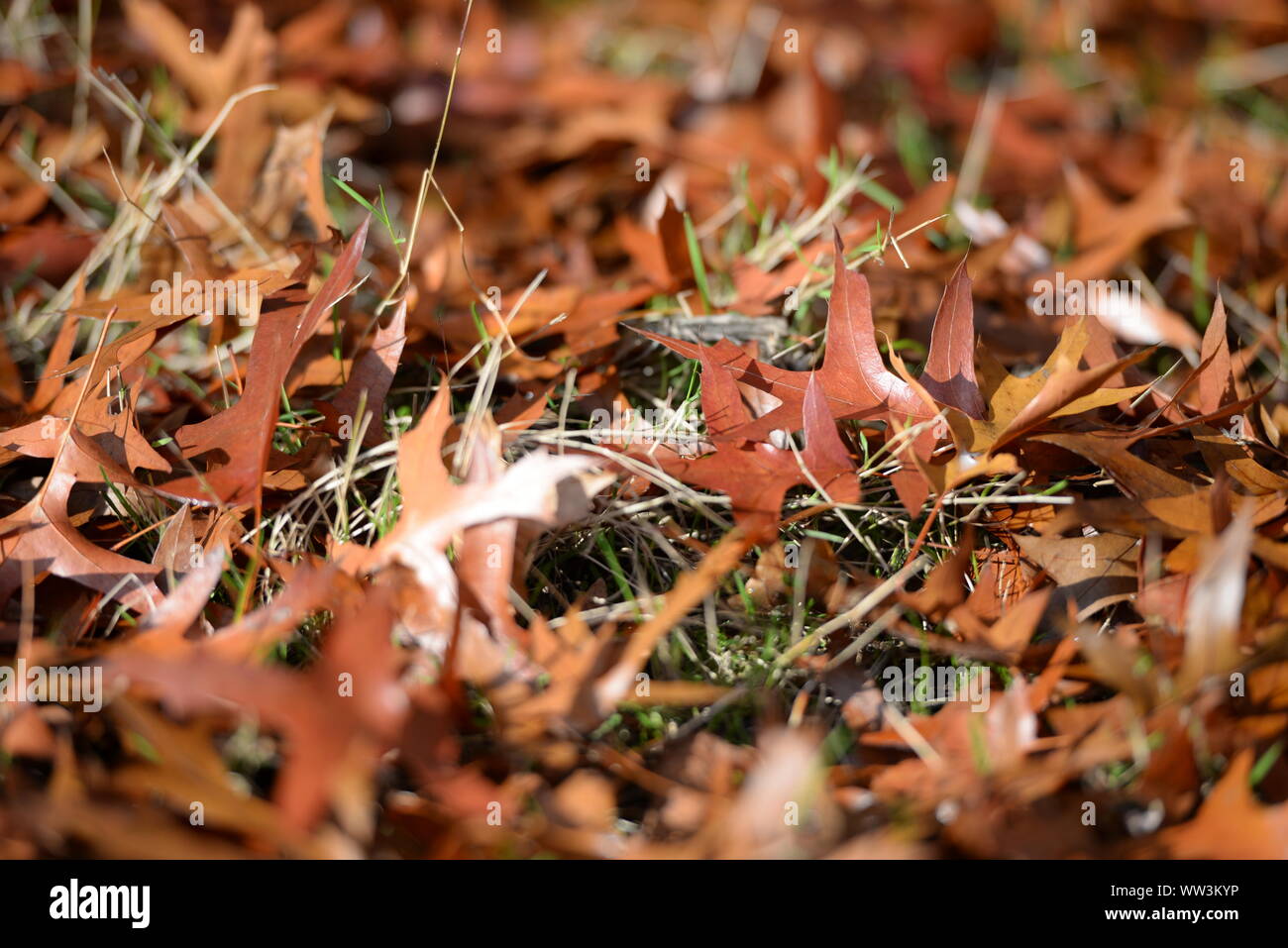 Les feuilles d'automne sur l'herbe Banque D'Images