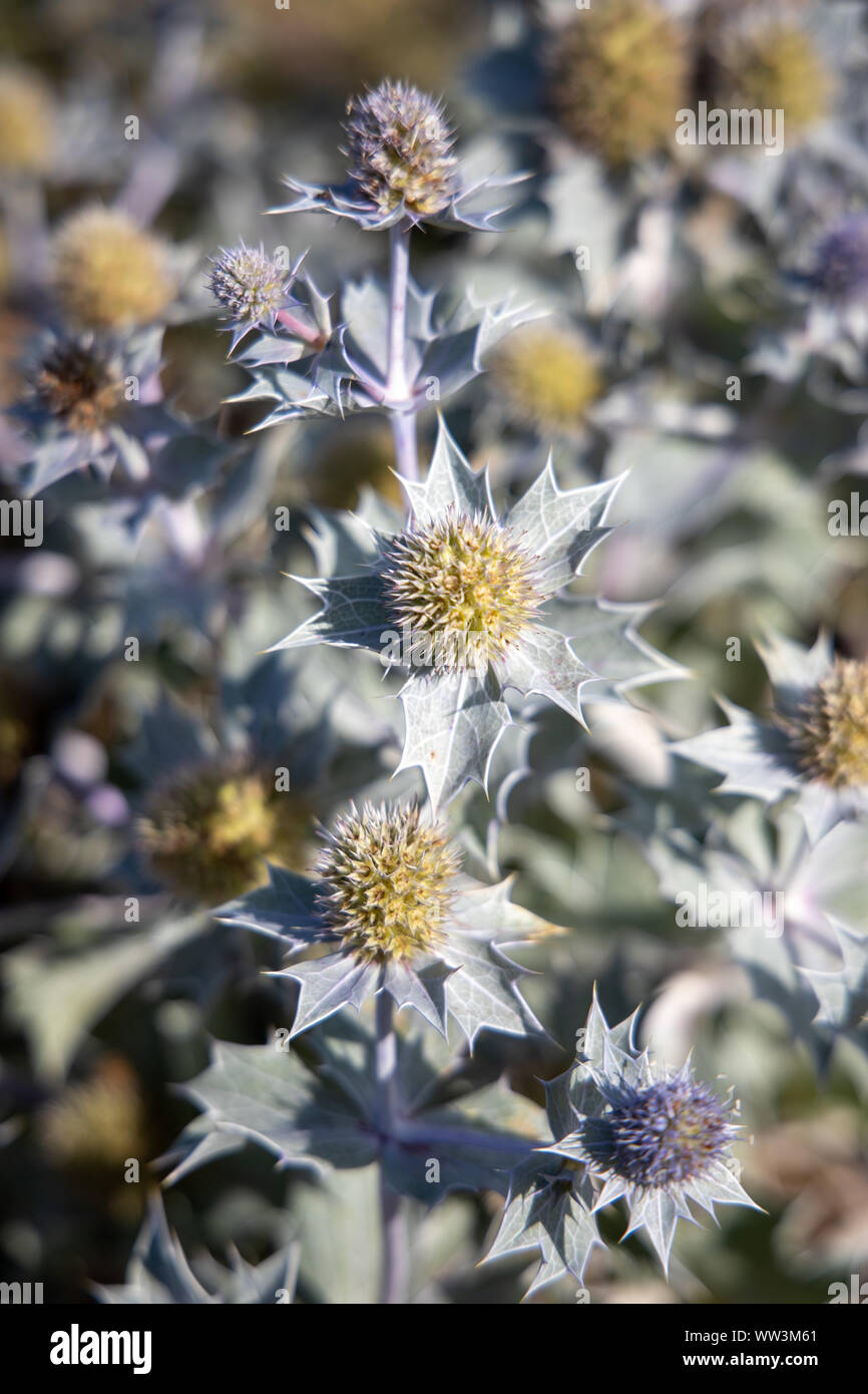 Eryngium maritimum, Holly mer thistle Banque D'Images