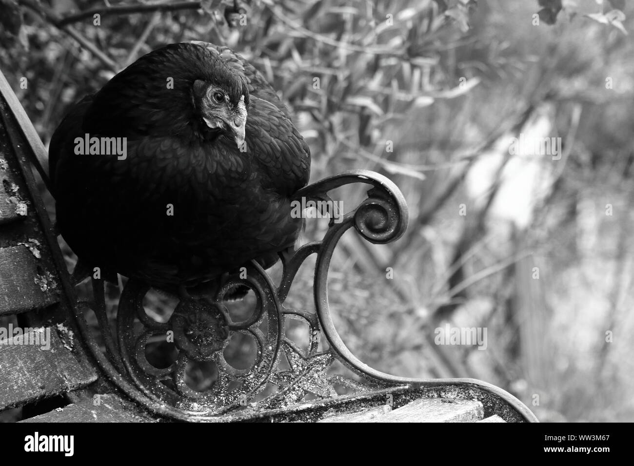 Photo en noir et blanc de poule assise sur le bras d'un banc rustique Banque D'Images
