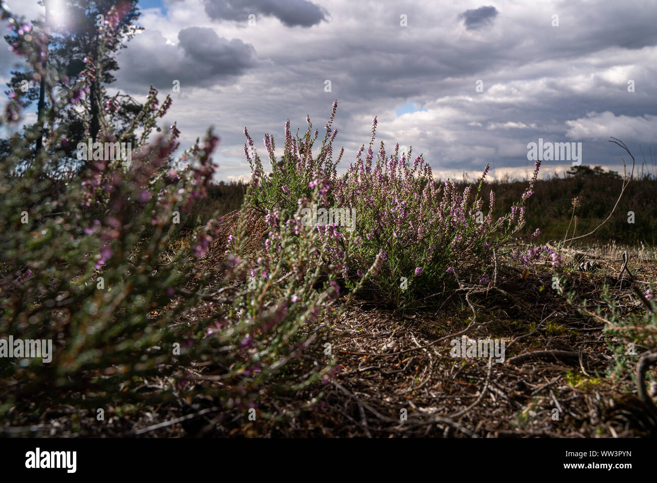 Violet bruyère commune (Calluna vulgaris) champs de bruyère en fleurs dans le parc national des Pays-Bas, champs de fleurs en Août Banque D'Images