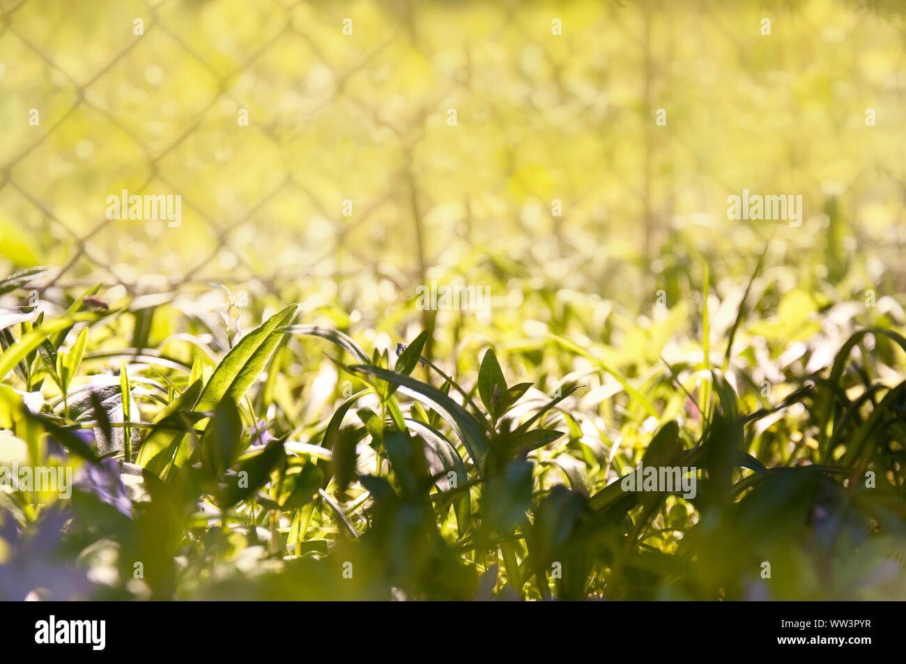 Close-up prairie   clôture en treillis métallique arrière-plan  floue par jziprian Banque D'Images