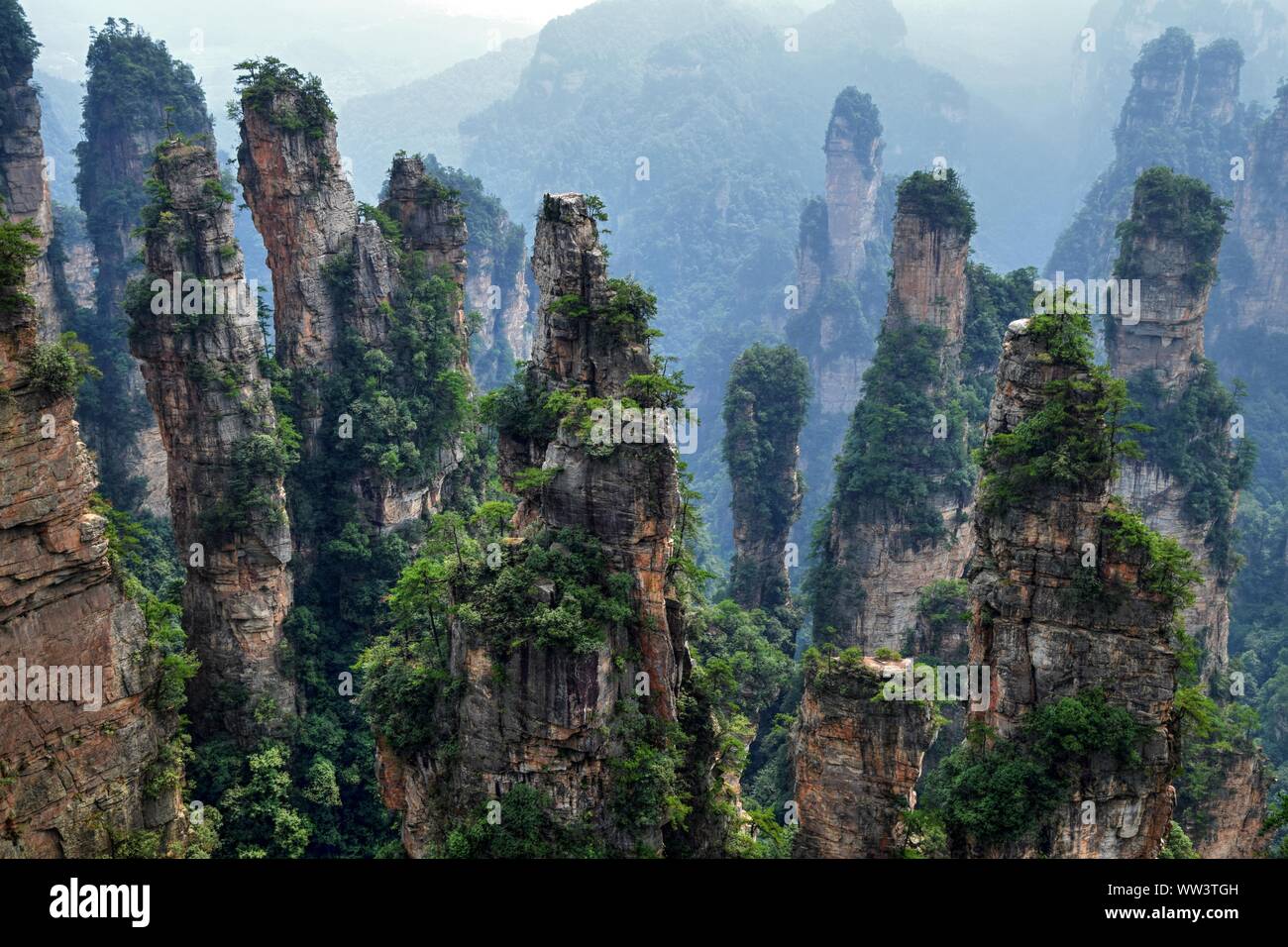 Les montagnes de Zhangjiajie avatar dans la province du Hunan en Chine. Des milliers rock soar à Skyward. L'evergreen pins lutte sur le sommet des collines. Banque D'Images