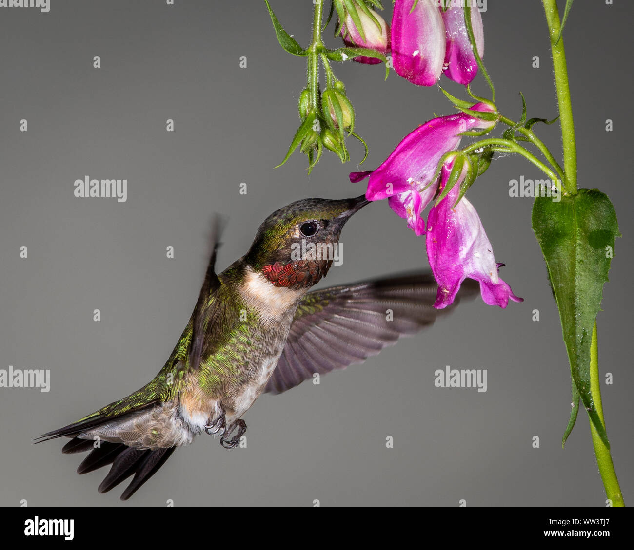 Un colibri à gorge rubis. Banque D'Images