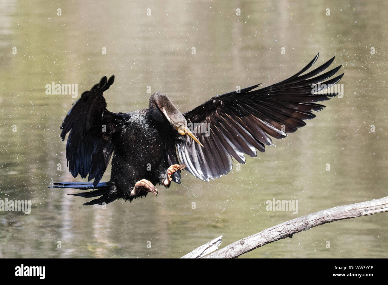 Le dard de l'Australie sur une branche d'atterrissage Banque D'Images
