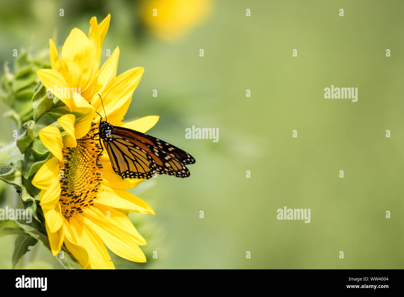 Papillon monarque, Danaus plexippus, sur tournesol jaune vif sur un matin d'été ensoleillé Banque D'Images