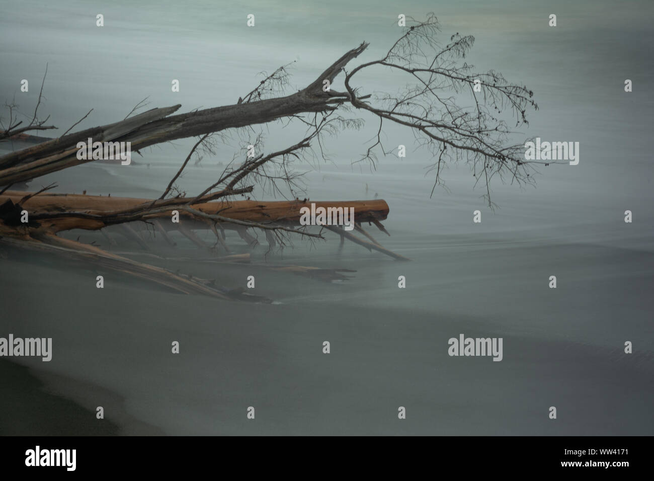 Une longue exposition de vagues et des arbres tombés Banque D'Images