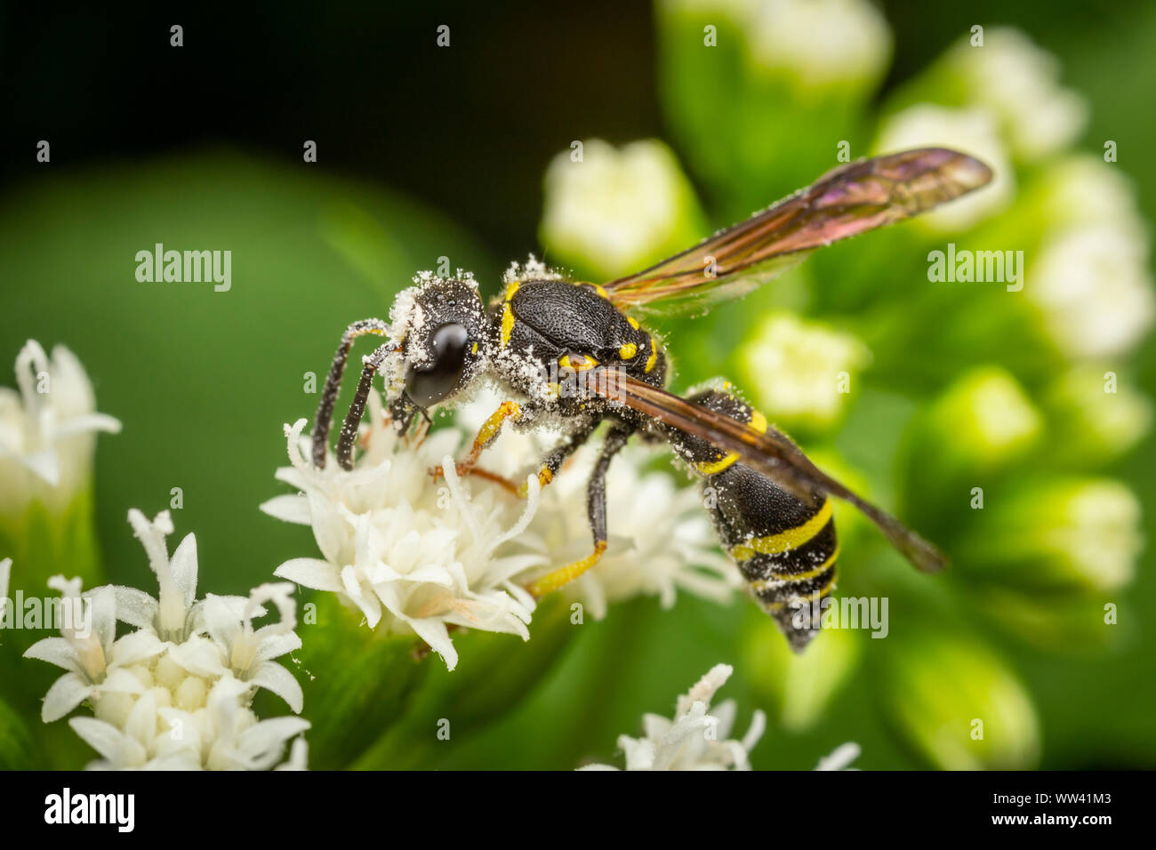 Potter (WASP) adiabatus Ancistrocerus Banque D'Images