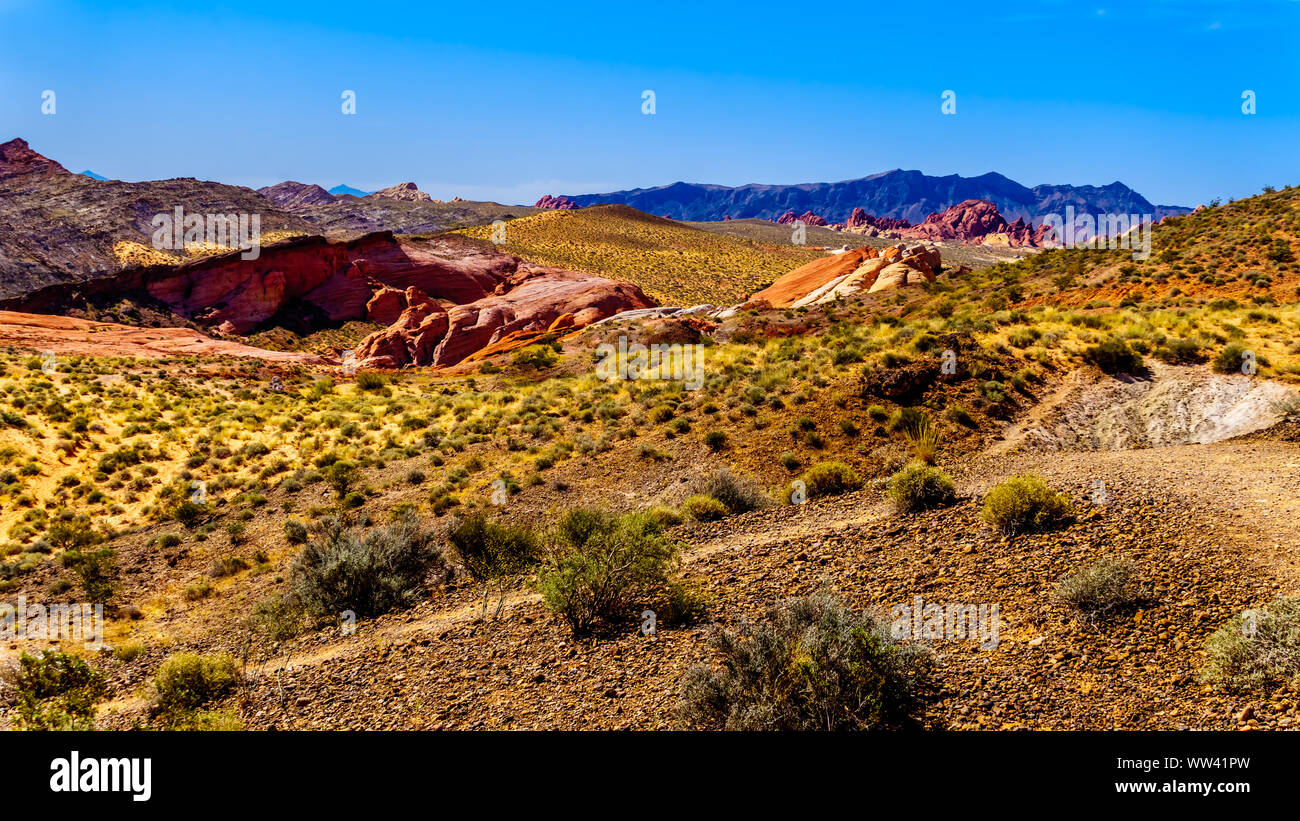 Vue sur le parc national de la Vallée de Feu au Nevada, USA du sentier Journaux pétrifié Banque D'Images