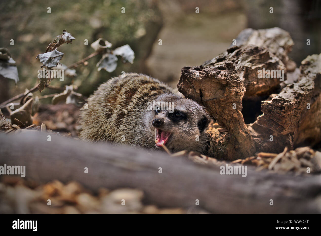 Meerkat écarter un concurrent alors que les charognards pour l'alimentation en sous-bois. Meerkat est vu crier avec une bouche ouverte et dents sont visibles. Banque D'Images