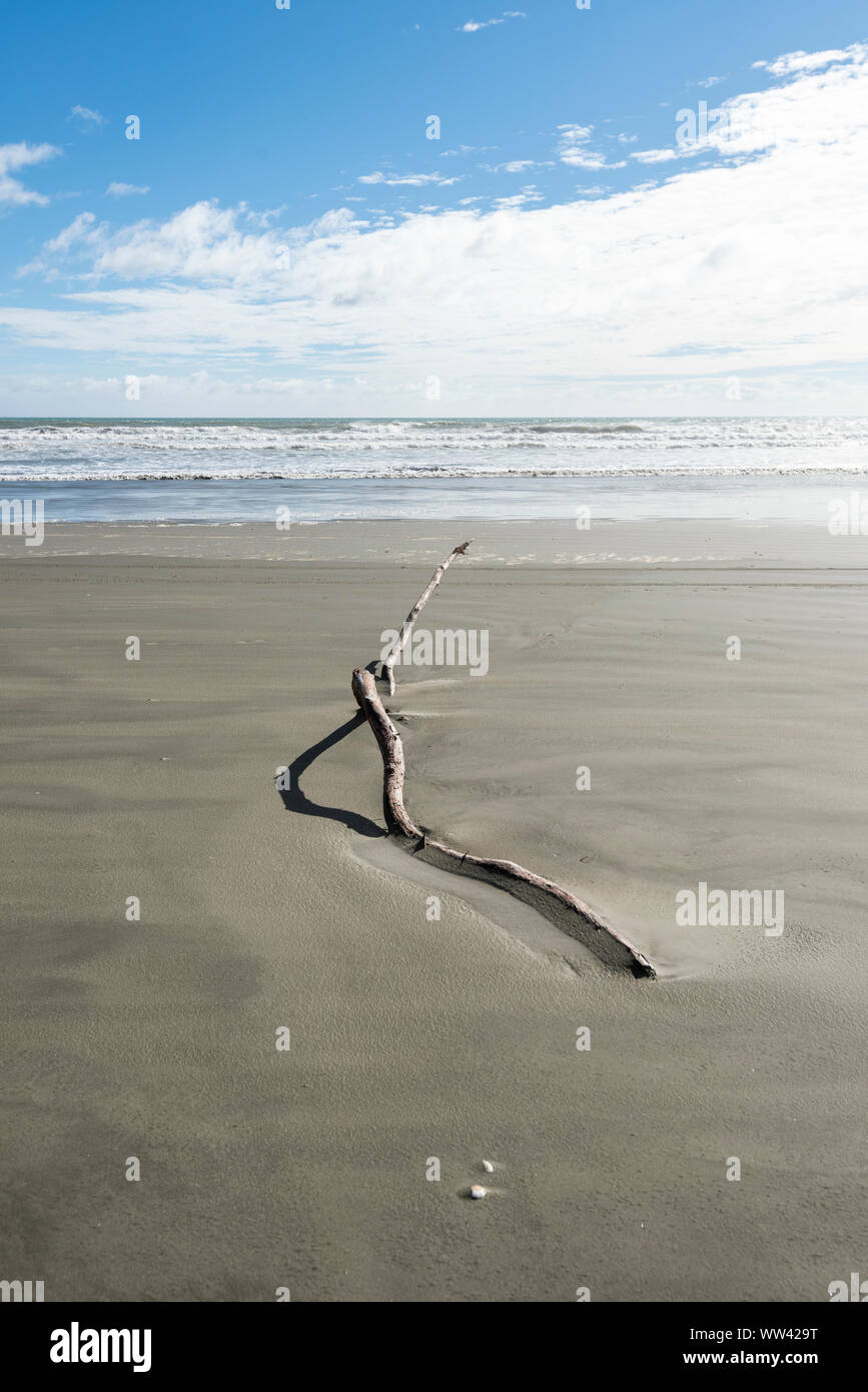 Pice de longue et fine en partie enterrée dans un bois de plage de sable. Banque D'Images