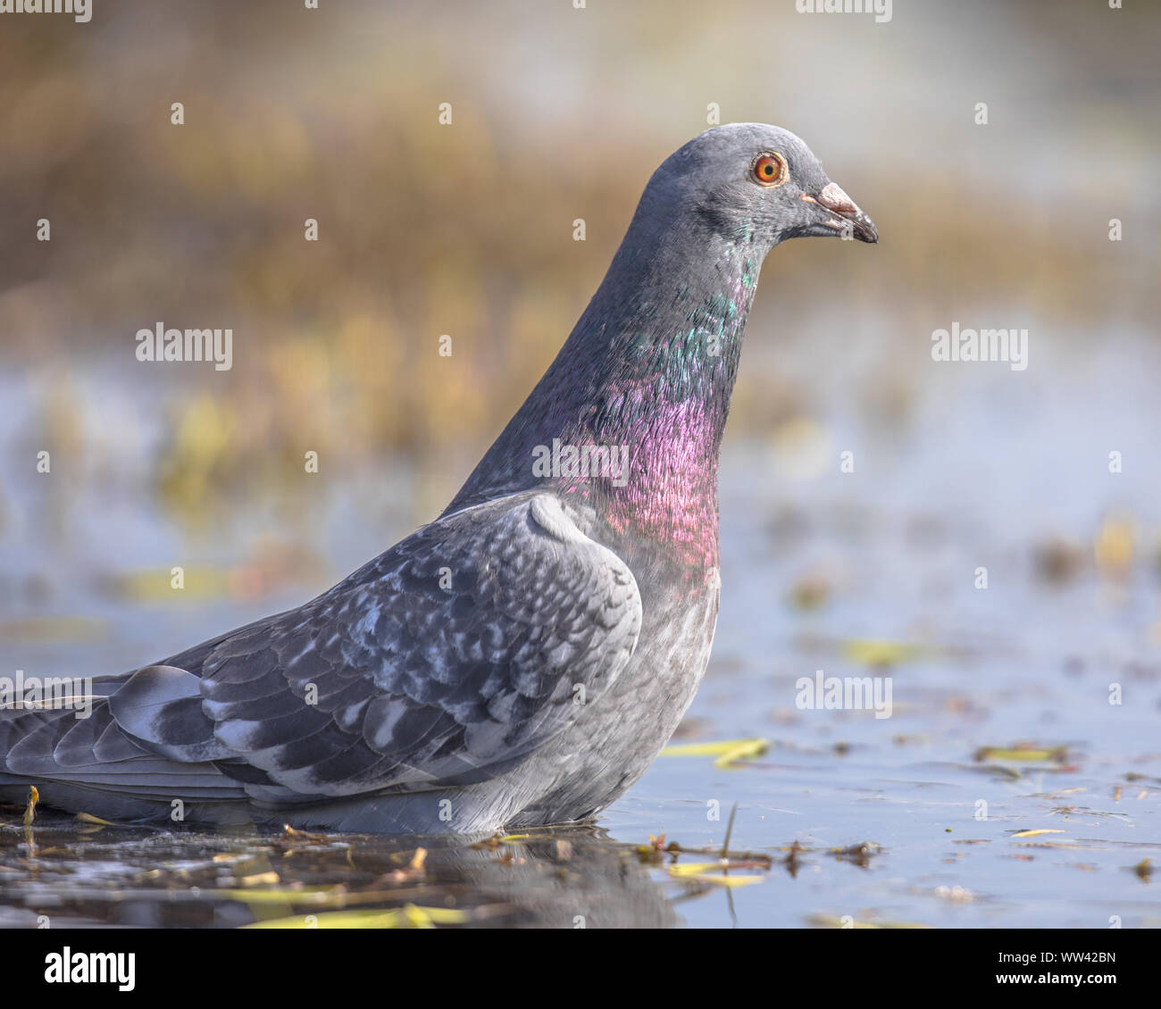 Pigeon colombin (Columba oenas) se laver dans l'eau peu profonde de milieux humides en Flandre Belgique Banque D'Images