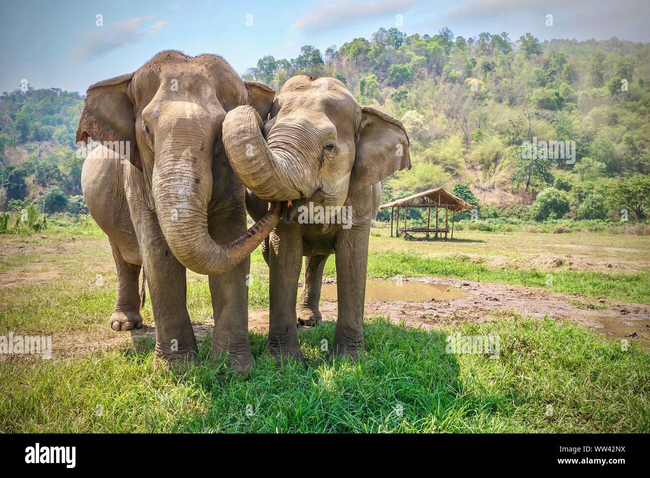 Le comportement animal affectueux comme deux éléphants asiatiques femelles adultes en contact avec leurs malles et visages. Les régions rurales du nord de la Thaïlande. Banque D'Images