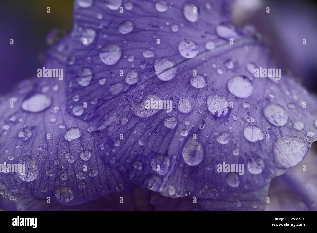 Résumé des cellules macro d'un pétale d'iris violets avec des gouttes d'eau au printemps en Italie Etat du Tennessee de fleurs Banque D'Images