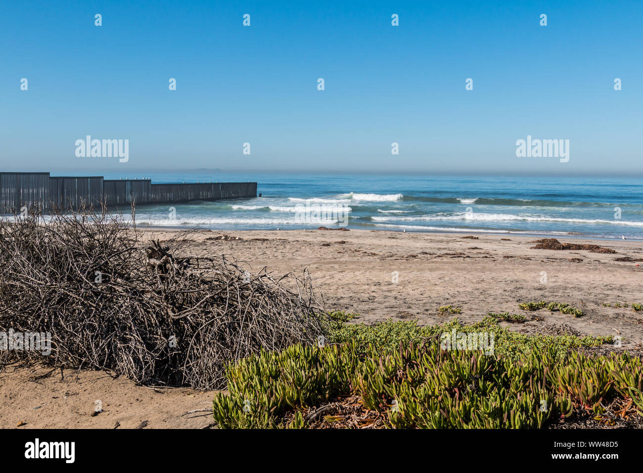 Feuillage sur champ frontière State Park Beach avec la frontière internationale mur séparant San Diego, Californie et Tijuana, au Mexique, au loin. Banque D'Images