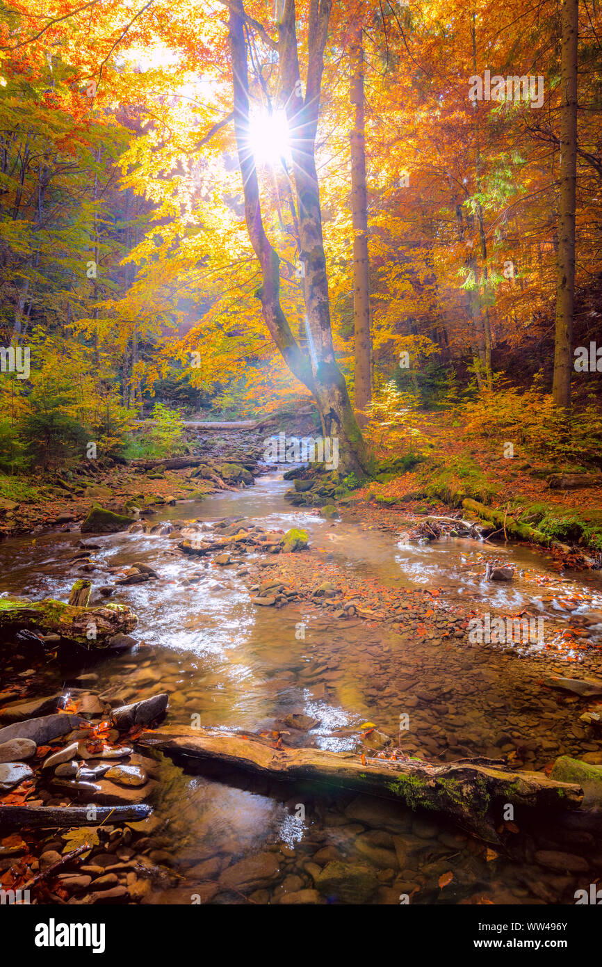 Matin dans la forêt sauvage avec du vrai soleil, grands arbres colorés et rapide de la rivière de montagne - paysage d'automne Banque D'Images