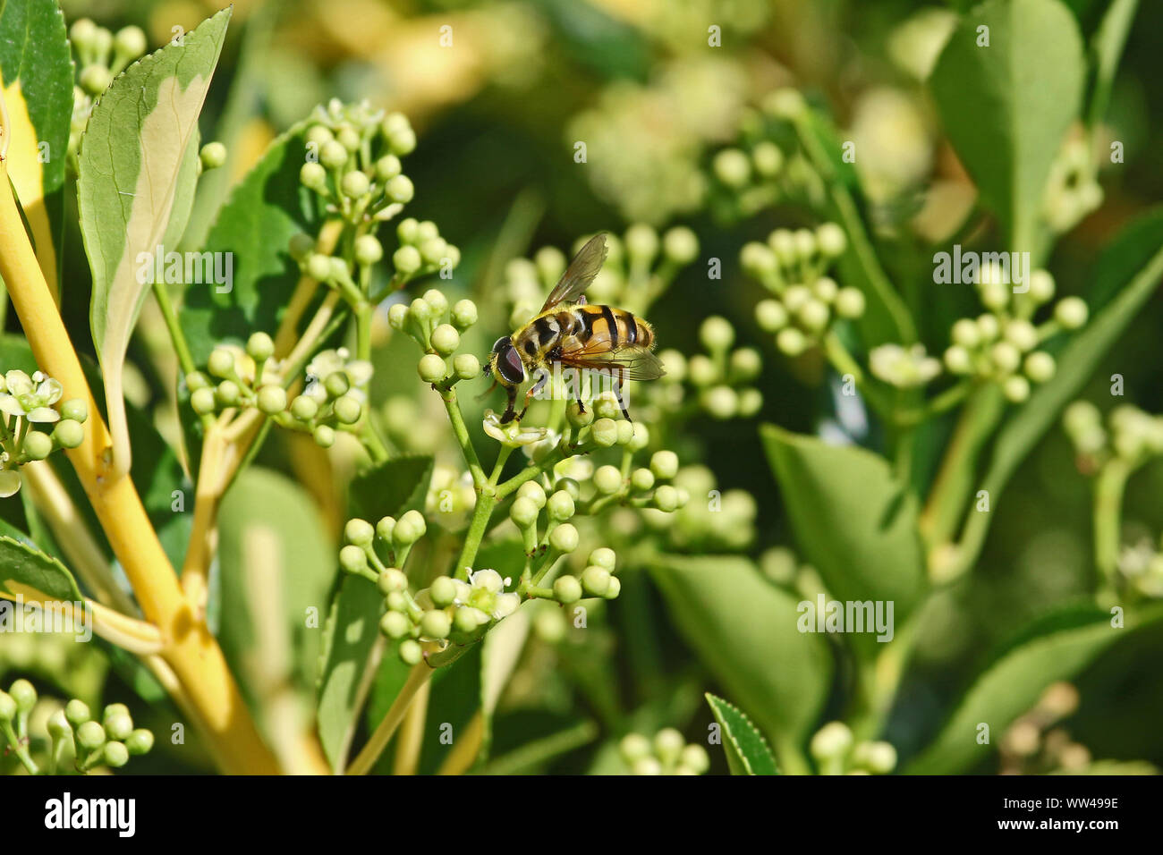 Hover-fly fly fleur ou l'Episyrphus balteatus ou melanostoma scalare sur un pyracantha ou multi bud liées à la famille rosaceae cotoneaster et Banque D'Images