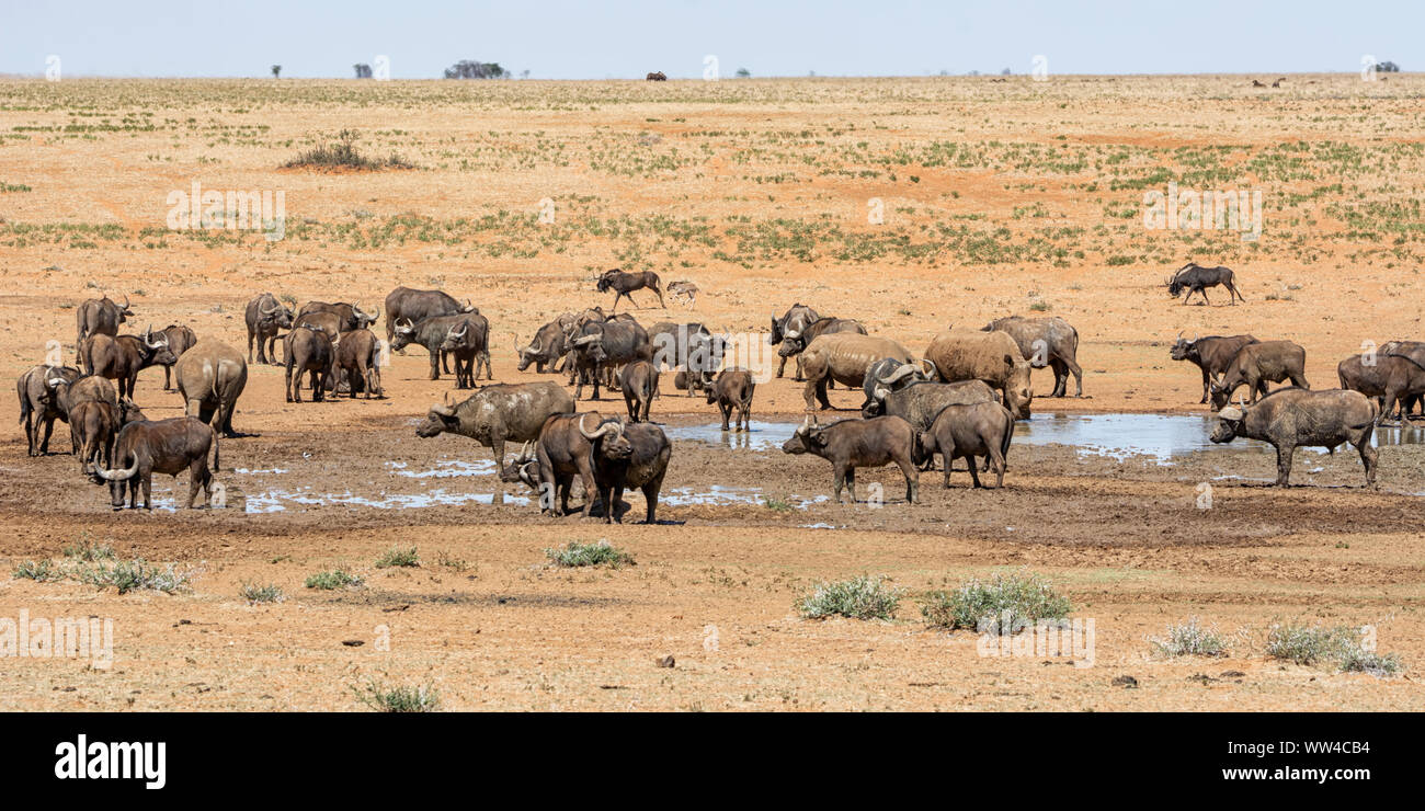 Les rhinocéros blancs et Buffalo à un point d'eau dans le sud de la savane africaine Banque D'Images