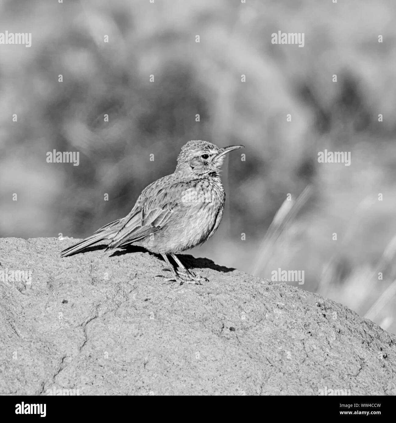 L'est un long-billed Lark perché sur une termitière dans le sud de savane africaine Banque D'Images