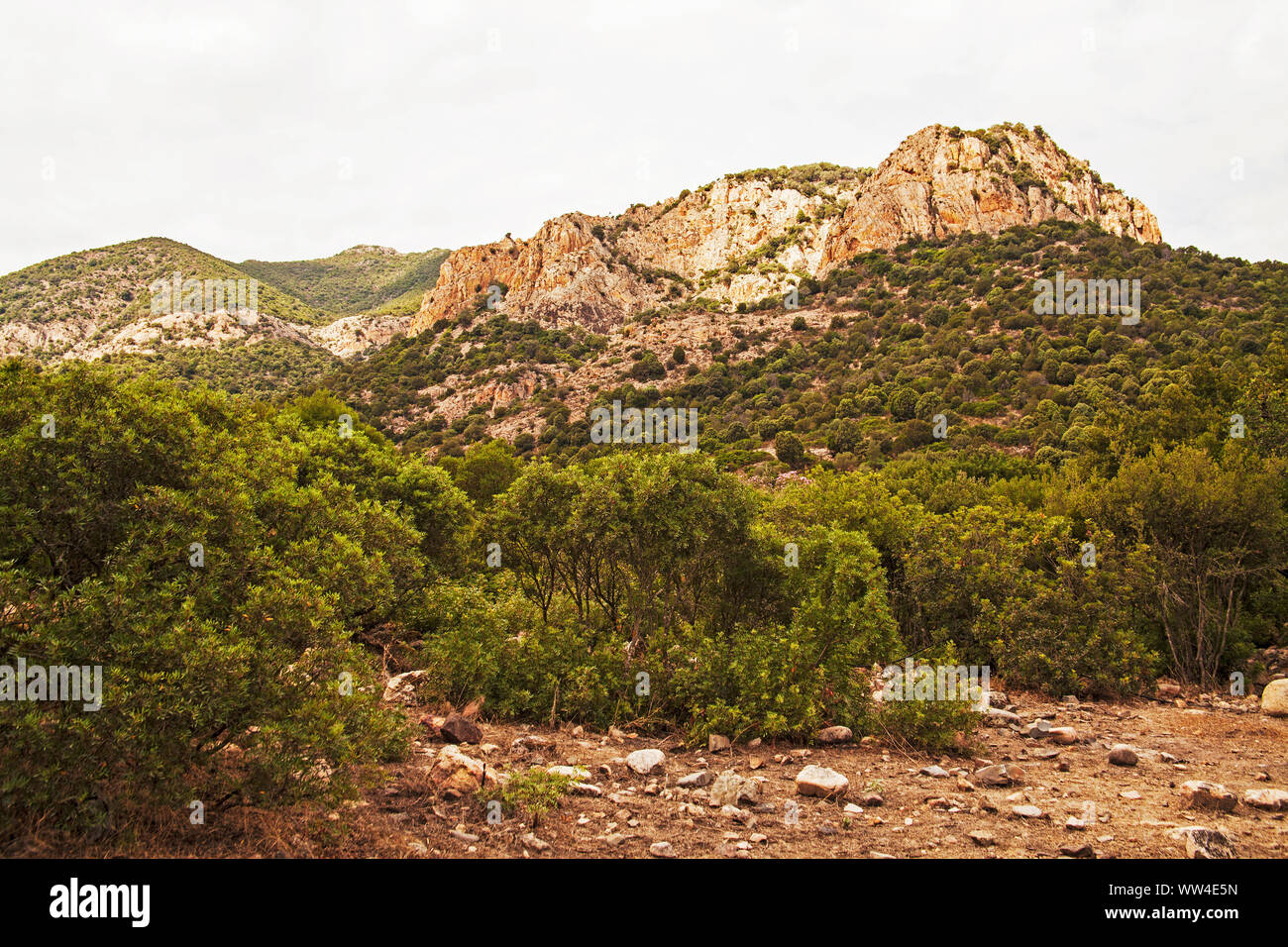 Nerium oleander Oleander dans la réserve WWF Monte Arcosu près de Capoterra Sardaigne Italie Banque D'Images