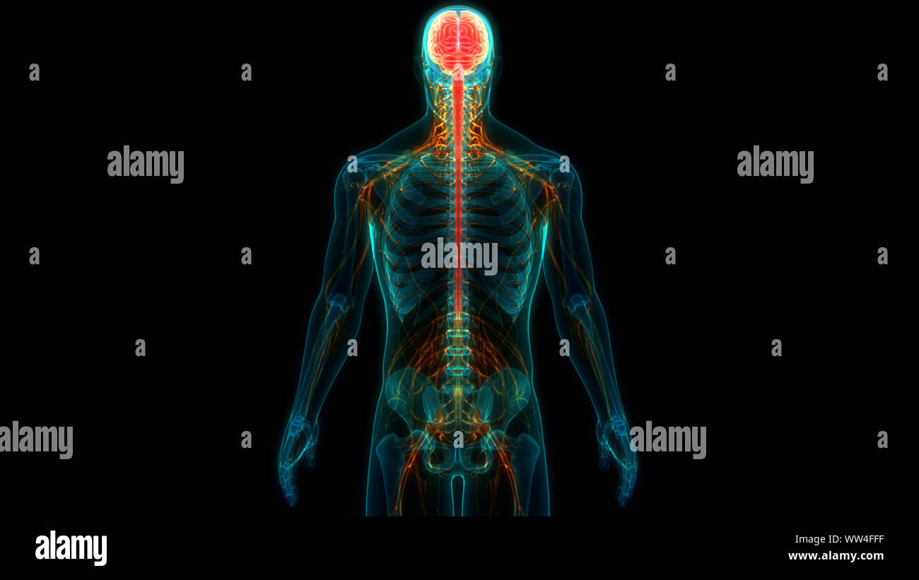 Organe central du système nerveux humain anatomie du cerveau Banque D'Images