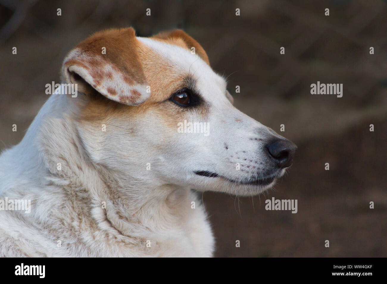 Portrait de chien errant solitaire avec doux regard Banque D'Images