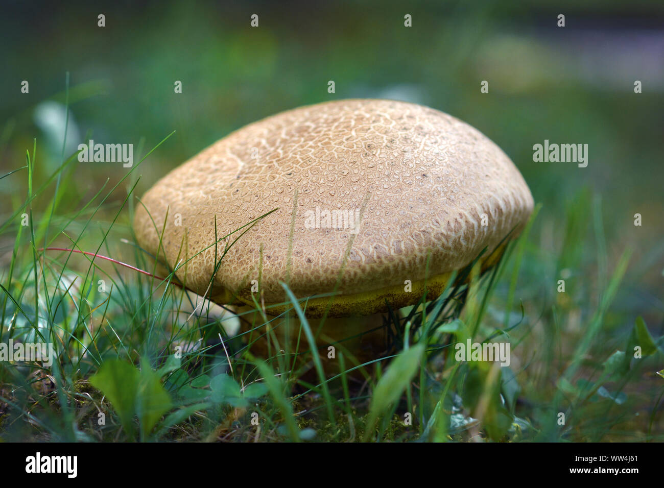 Seul tour 'Xerocomellus Chrysenteron" des champignons, aussi connu sous le nom de "craquage" rouge Bolet à court, épais et d'épaisseur de la peau à l'échelle Banque D'Images