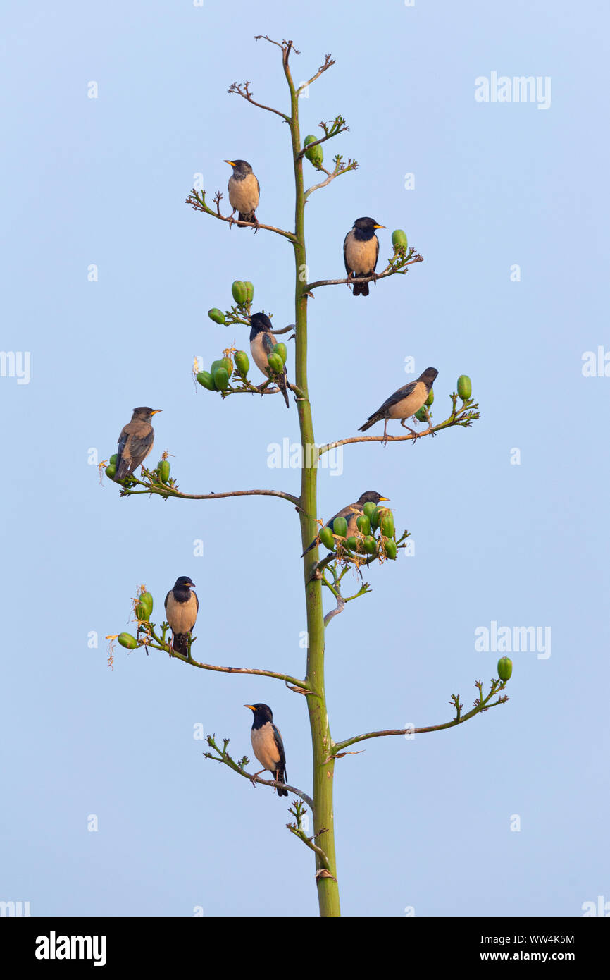 Appartement d'oiseaux Banque D'Images