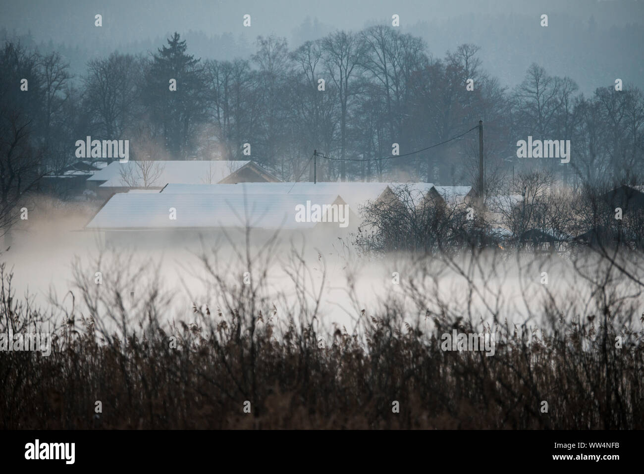 Paysage d'hiver dans la mousse Banque D'Images