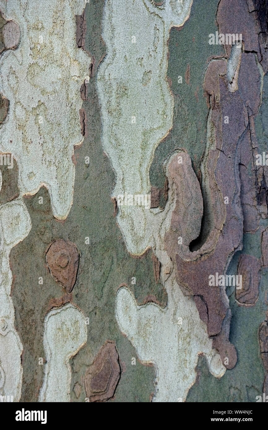 Close-up de l'écorce d'un arbre à larges feuilles avec une tendance frappante et grain, Banque D'Images