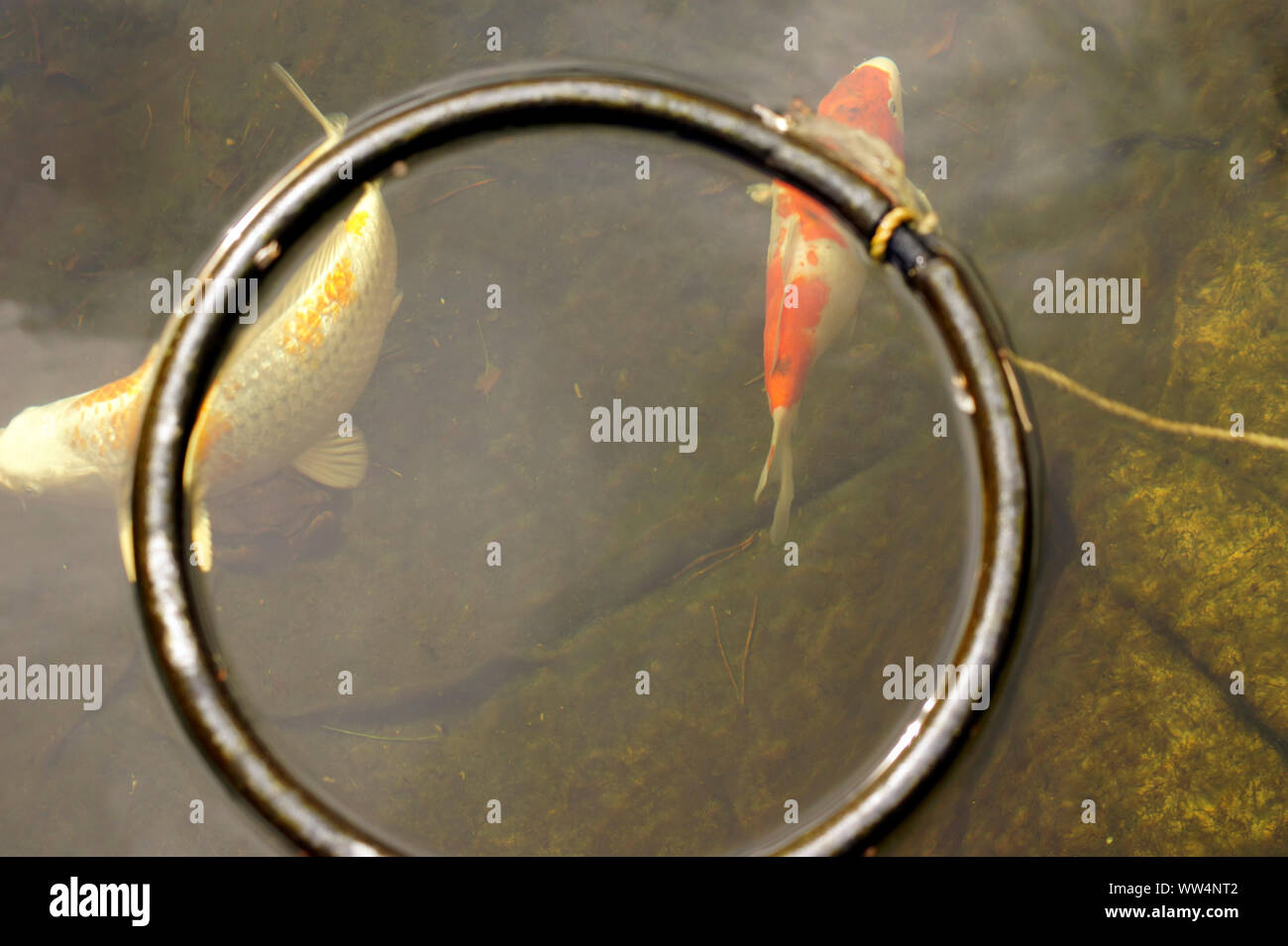 Deux Kois nage sous un anneau d'alimentation ou la bague, Banque D'Images