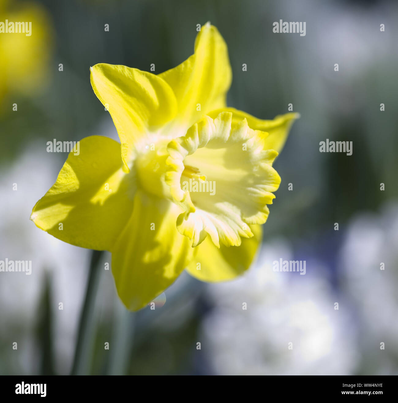 Narcisse jaune dans le parterre de fleurs Banque D'Images
