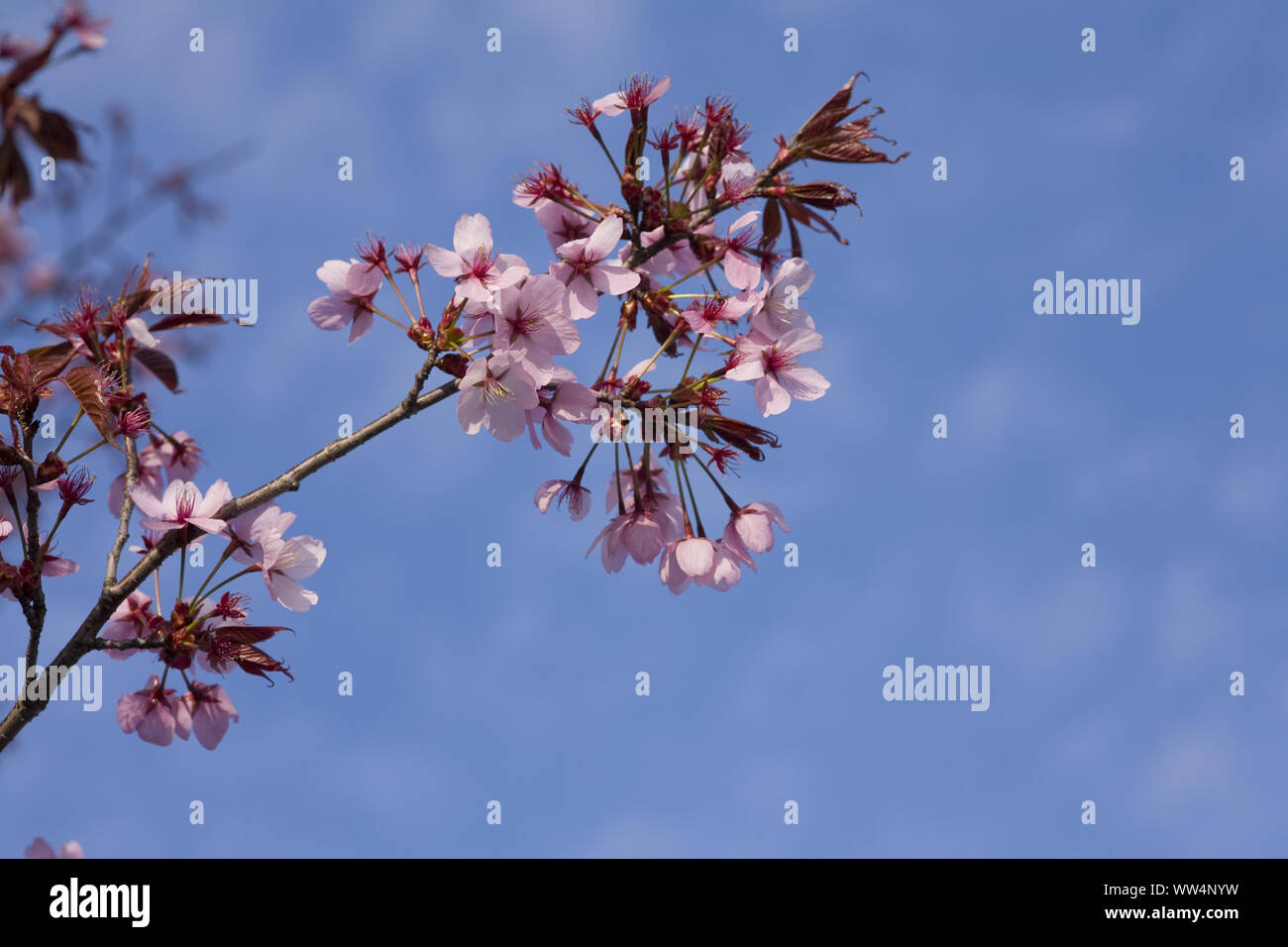 Feuilles pourpre-prune, des rameaux, des fleurs, Banque D'Images