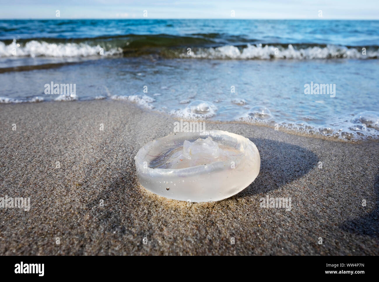 Les méduses mortes sur une plage de la mer Baltique à Prerow, DarÃŸ SS-Zingst, 116, 1, Allemagne Banque D'Images
