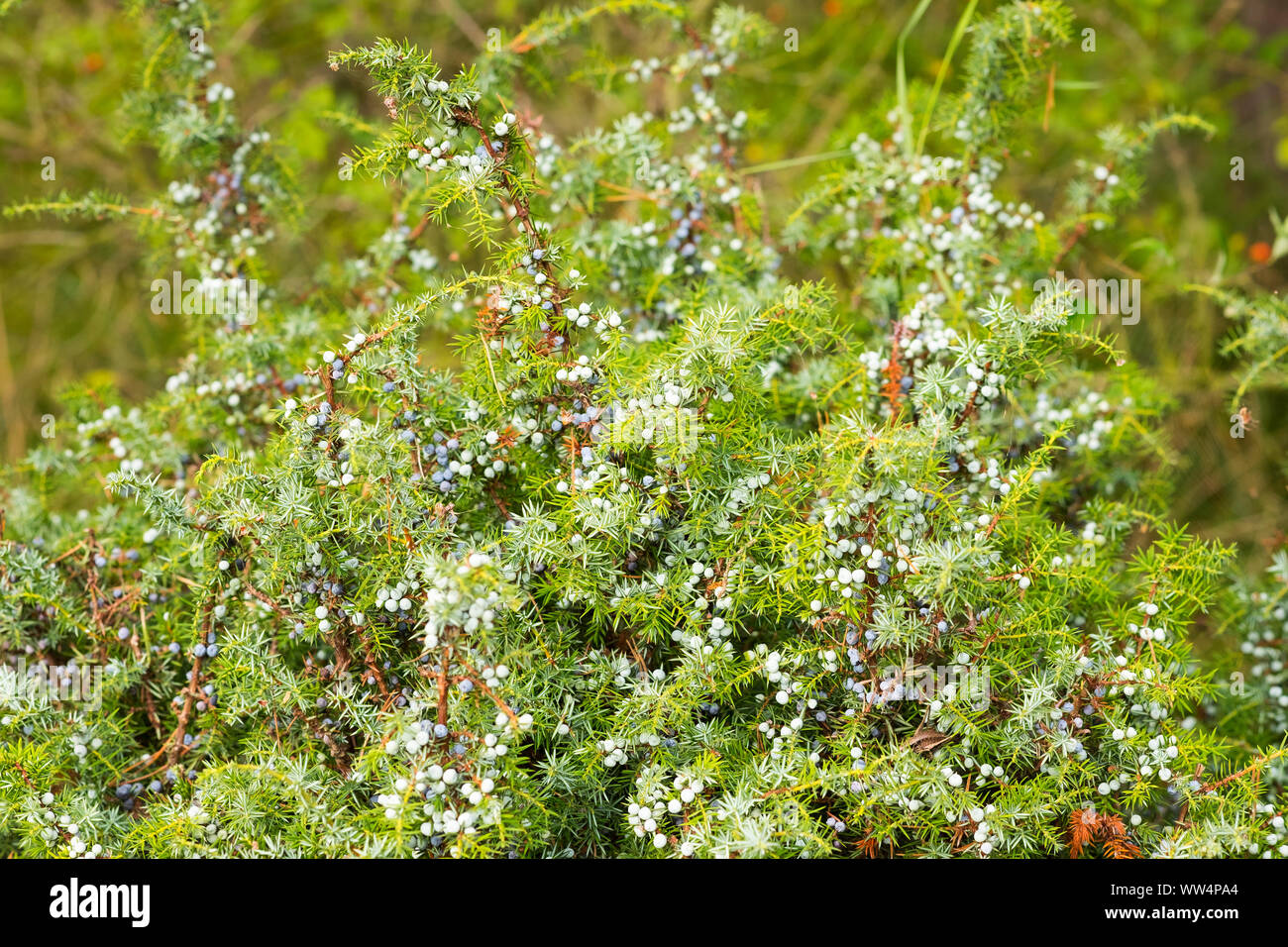 Le genévrier commun (Juniperus communis) avec des baies, DarÃŸ SS-Zingst, 116, Poméranie occidentale Lagoon Salon National Park, Schleswig-Holstein, Allemagne Banque D'Images