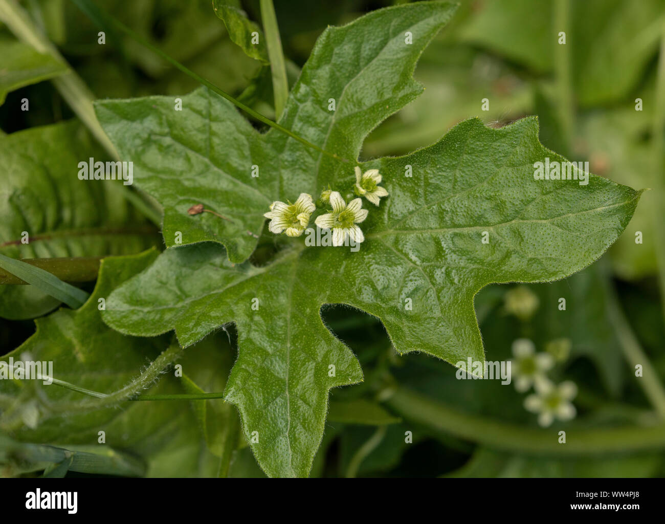 Bryone blanche, Bryonia dioica, en fleurs au printemps, avec vrilles. Banque D'Images