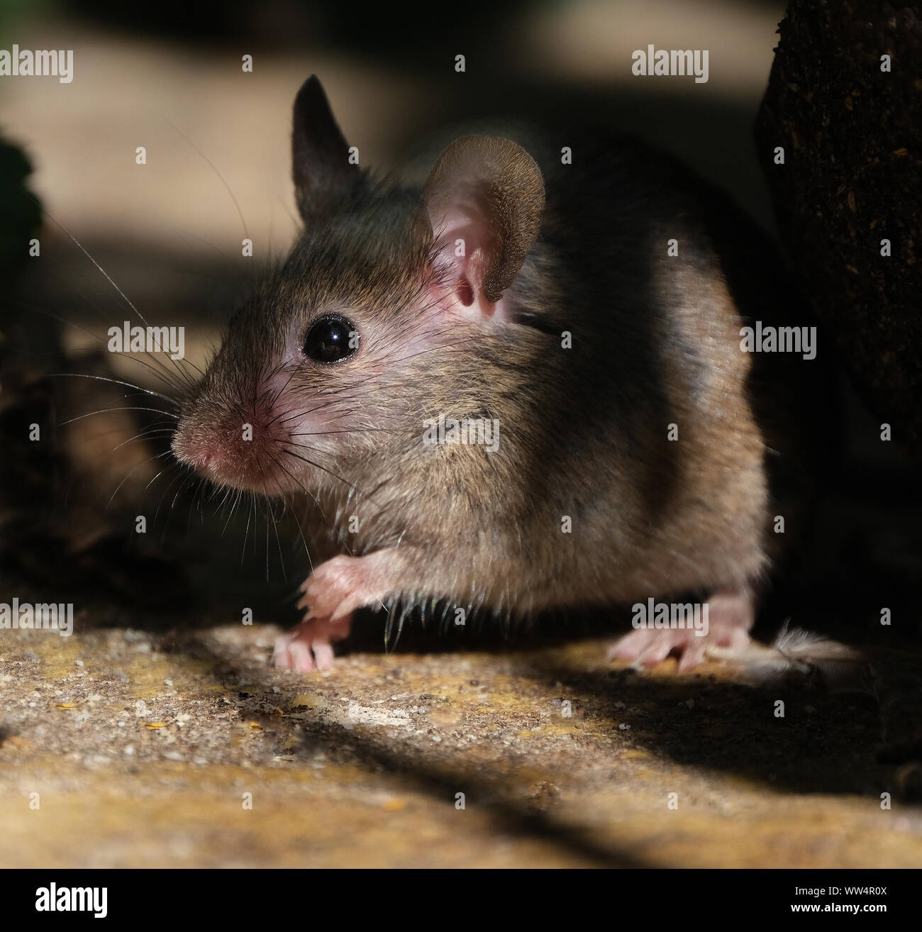 Souris à la recherche de nourriture en milieu urbain jardin de la maison. Banque D'Images