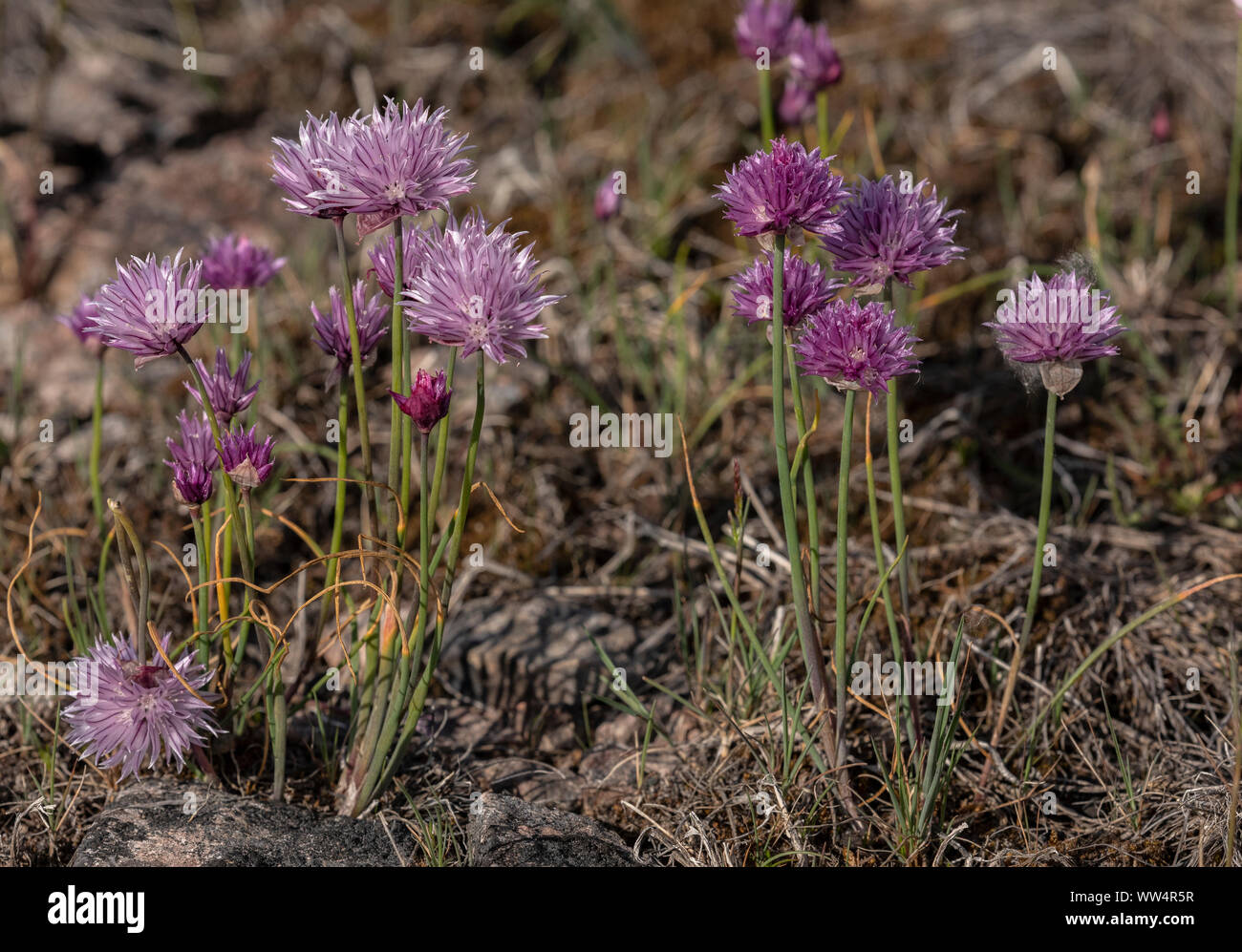 La ciboulette sauvage, Allium schoenoprasum, plus bas dans la prairie calcaire humide, Oland, Sweden. Banque D'Images