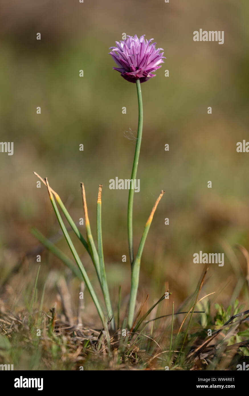 La ciboulette sauvage, Allium schoenoprasum, plus bas dans la prairie calcaire humide, Oland, Sweden. Banque D'Images