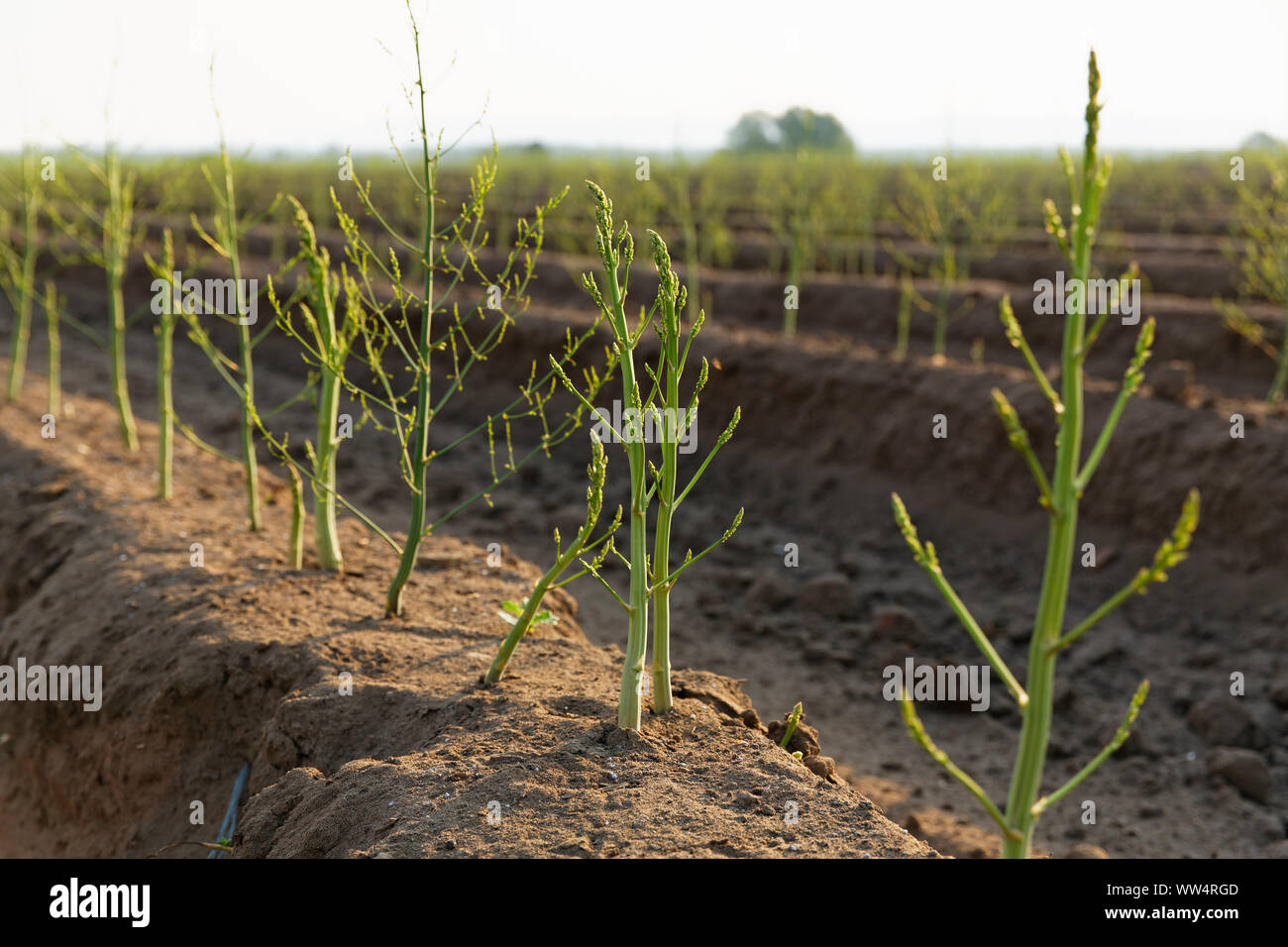 L'asperge (Asparagus officinalis), champ d'asperges, Prichsenstadt, en Basse-franconie, Franconia, Bavaria, Germany Banque D'Images