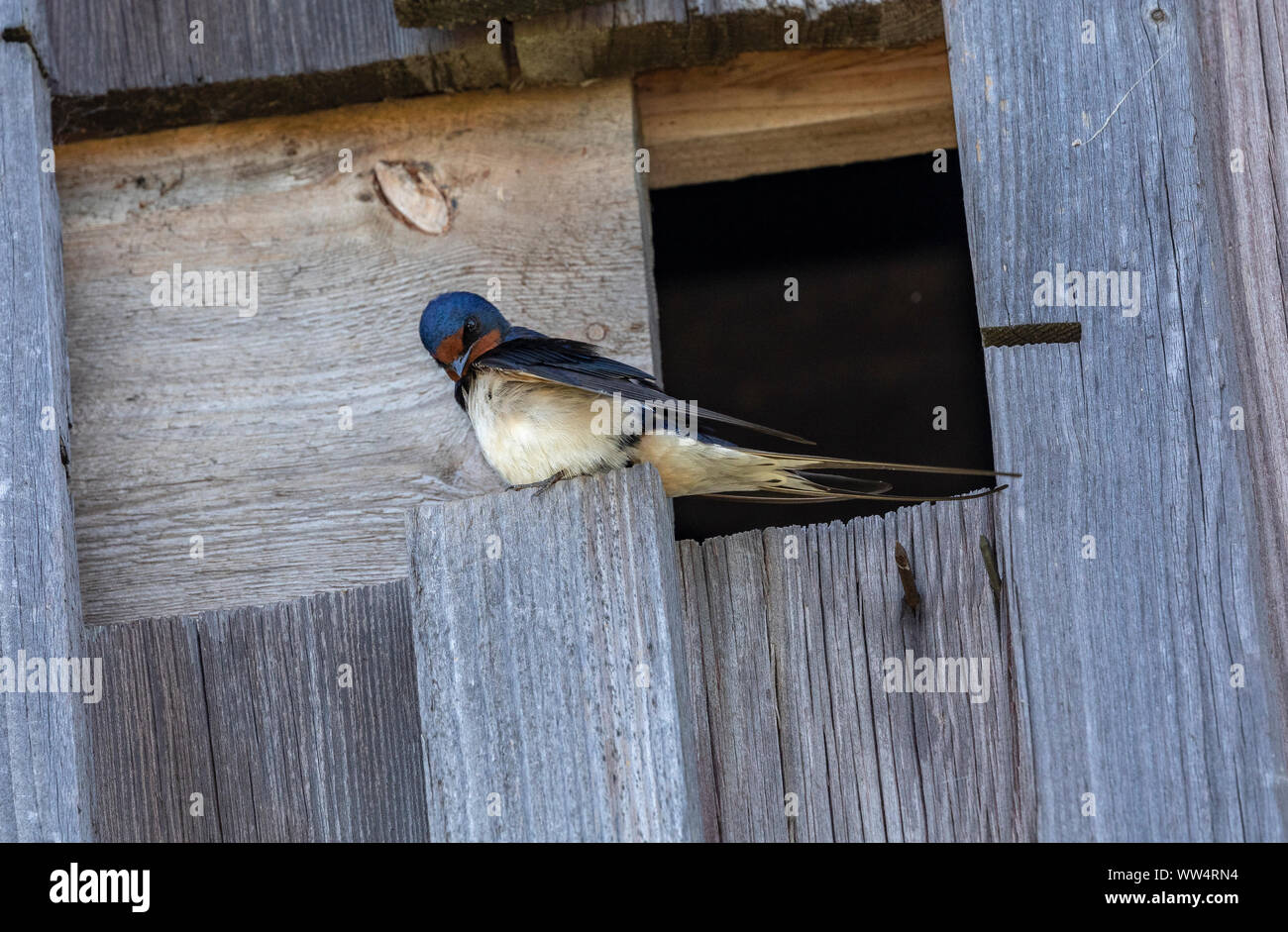 Hirondelle rustique Hirundo rustica,, à l'entrée de son nid grange. Au printemps. Banque D'Images