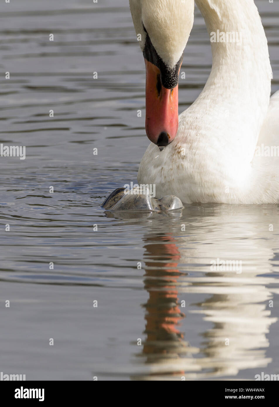 Mute swan (Cygnus olor) et de déchets plastiques. Bouteille en plastique renversé dans l'eau attire l'attention d'un cygne sauvage en bouche  + la pollution plastique branlante Banque D'Images