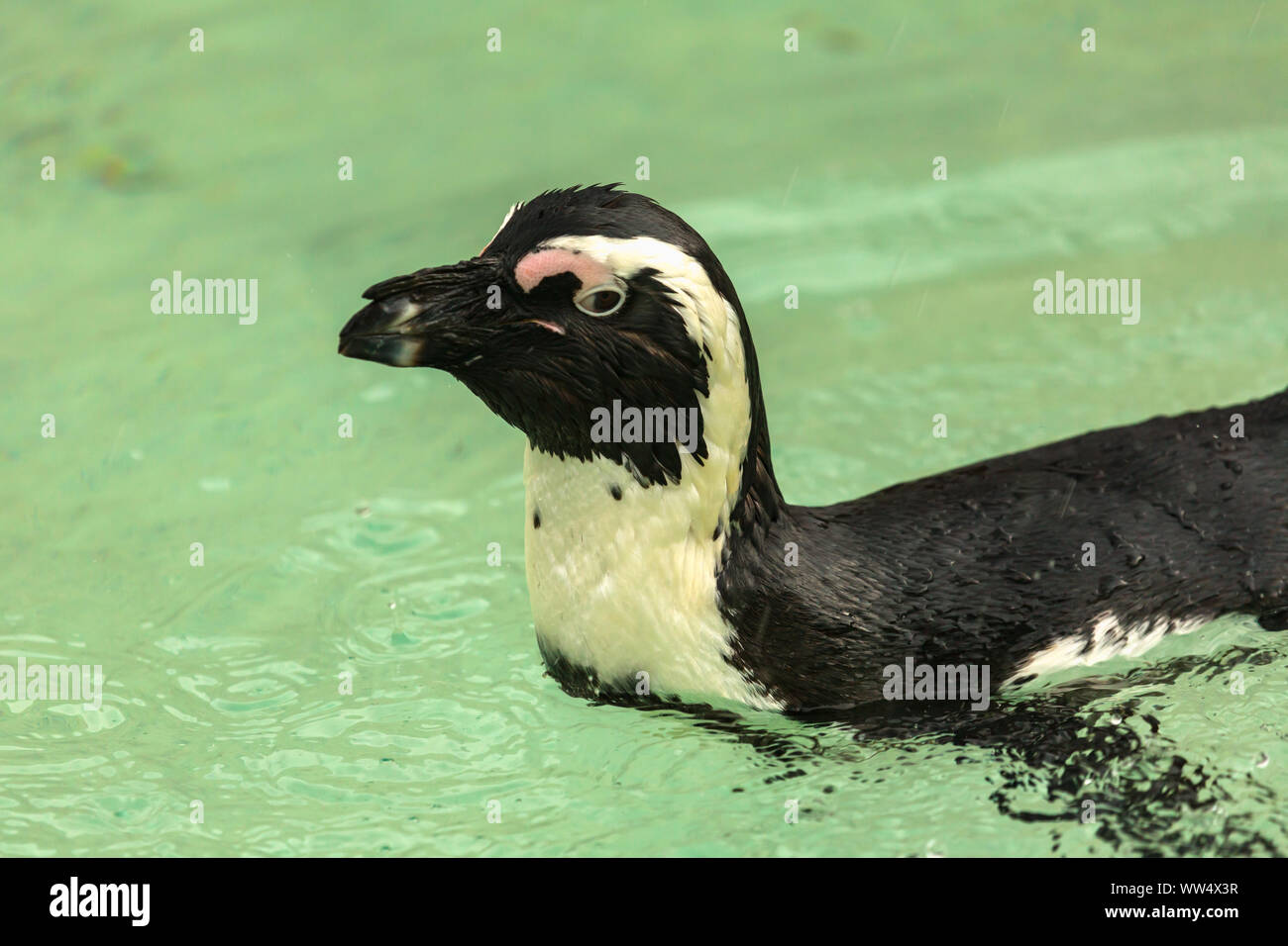 Nains d'oiseau de pingouin Banque D'Images